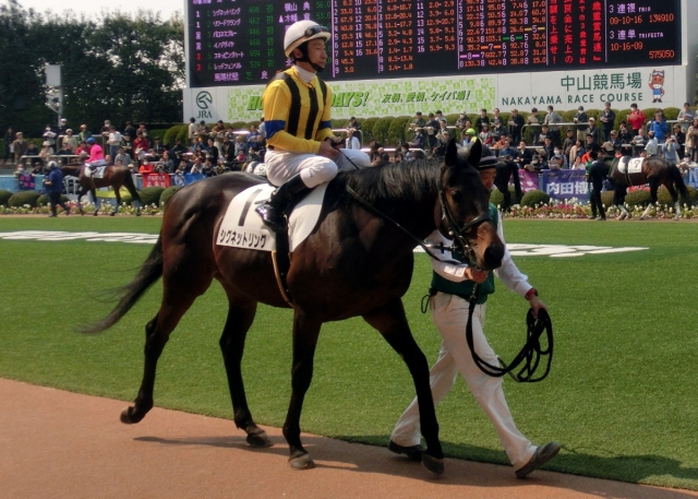 新馬戦パドック シグネットリング