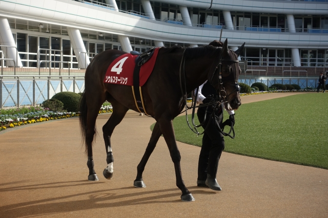 パドック ソウルスターリング