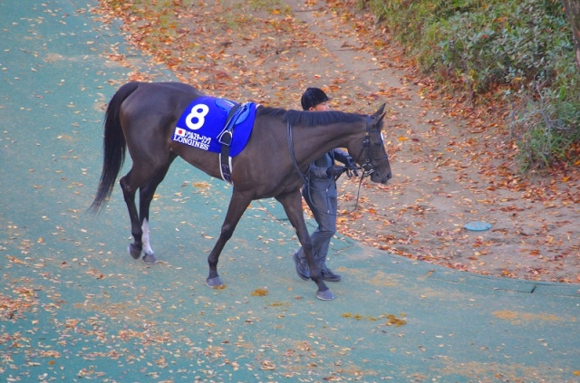 装鞍所にて引き運動 ソウルスターリング