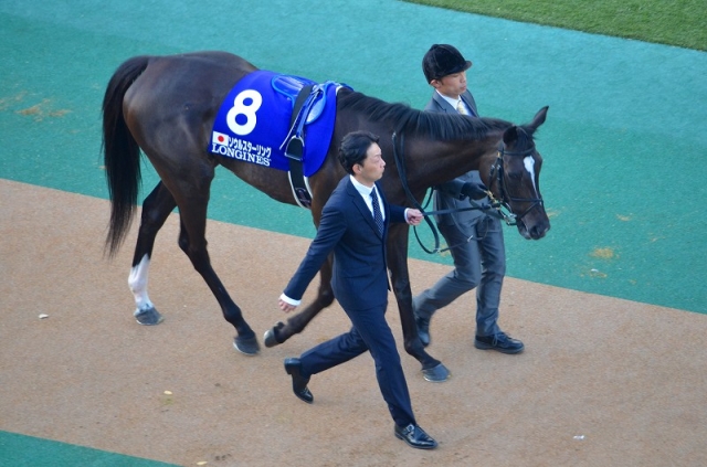 パドック ソウルスターリング