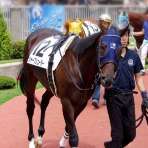 新潟未勝利戦パドック