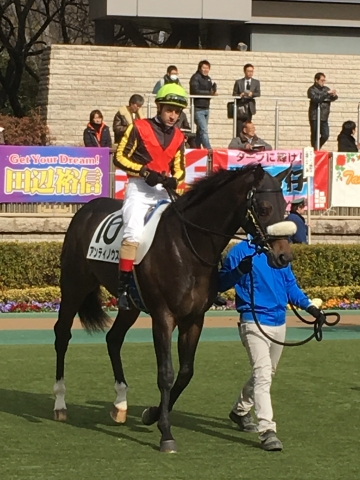 パドック アンティノウス