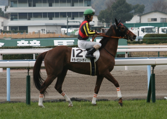 第１回小倉第８日３Ｒ３歳未勝利１２００Ｍ芝　返し馬 キラービューティ