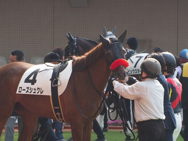 パドック ローズシュクレ