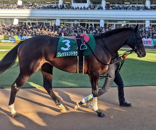 パドック クレッシェンドラヴ