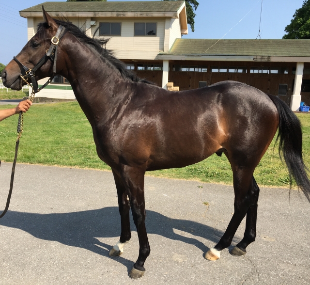 サーストン牧場にて コンフォルツァ