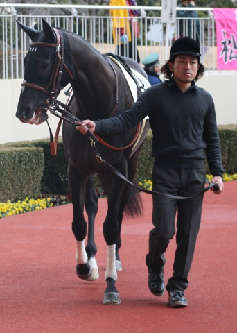 第１回小倉第２日１Ｒ３歳未勝利１２００Ｍダート　パドック マンボビート