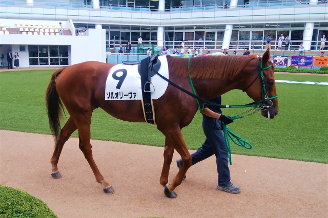 パドック ソルオリーヴァ