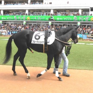 牝馬9頭に囲まれて馬っ気を出すブルーグリュック