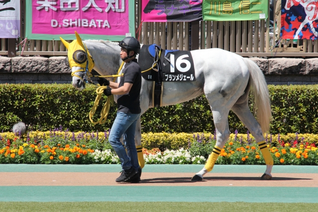 2018年5月20日 日吉特別 パドック ブランメジェール