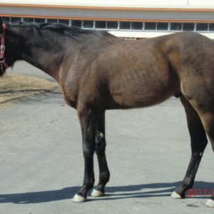 マイネルデインティ by 函館レーシングクラブ