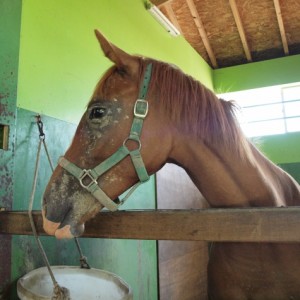 ビッグレッドファーム明和にて