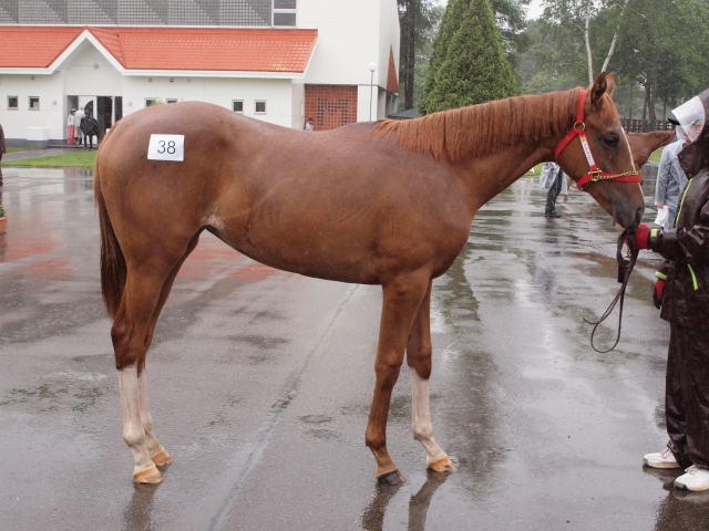 募集馬展示会にて ベリータ