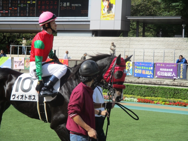 パドック ヴィオトポス