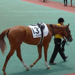 新馬戦パドック