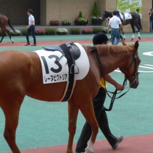 新馬戦パドック