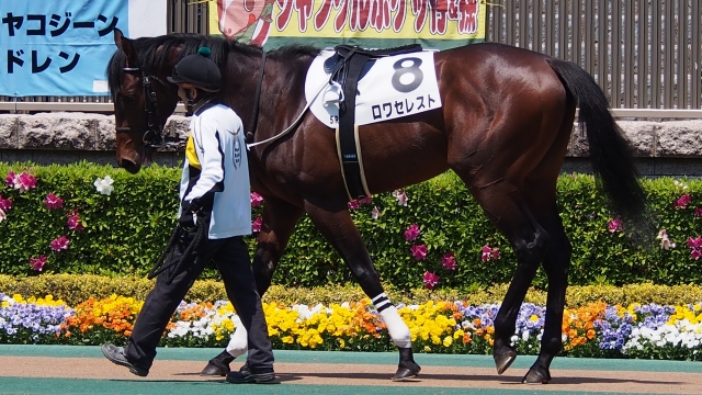 4/22 東京5R 未勝利戦 パドック ロワセレスト