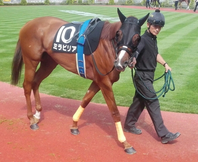 パドック ミラビリア