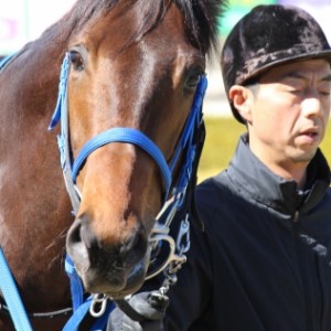 新馬戦　パドック