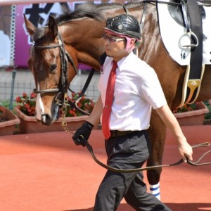 阪神未勝利戦 パドックにて