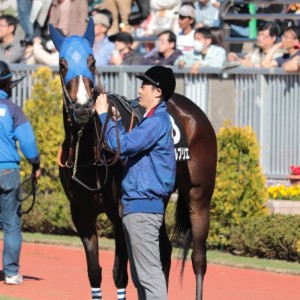 新潟競馬場パドック