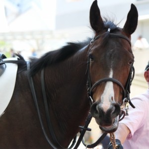 阪神競馬場パドック