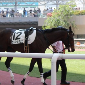 阪神競馬場パドック