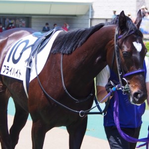 未勝利戦パドック