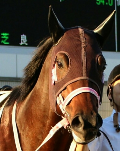 京都競馬場パドック ロードエース