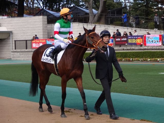 未勝利戦 パドック イルーシヴグレイス