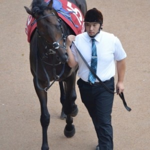 セントライト記念パドック