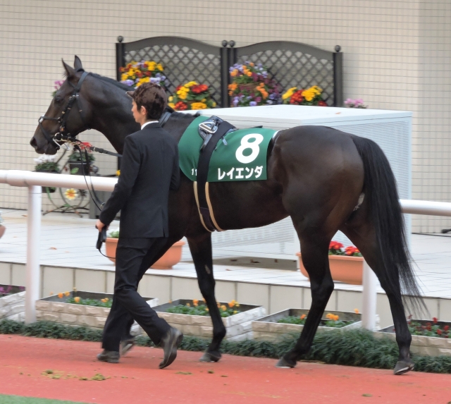 阪神CC　パドック② レイエンダ