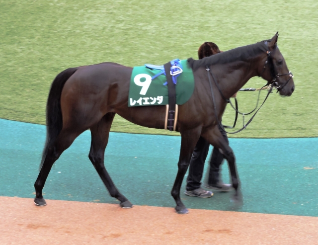 エプソムC🏇パドック① レイエンダ