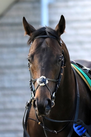 2019.2.3 東京11R 東京新聞杯(G3) レイエンダ