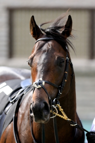 2019.5.18 東京11R メイS レイエンダ