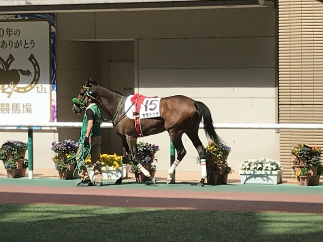 パドック カラドゥラ