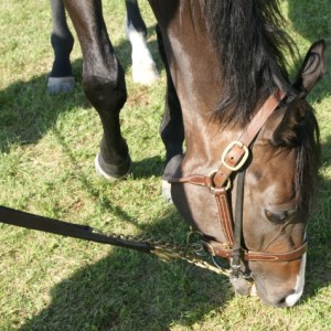 ノーザンF空港(2)