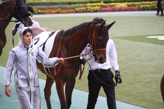 パドック リリーバレロ