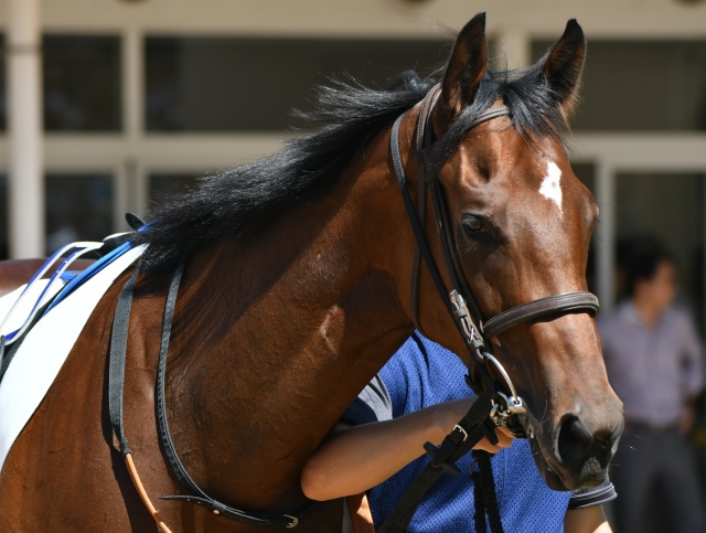 パドック アンフィトリテ