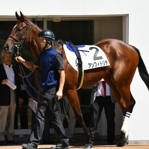 パドック アンフィトリテ