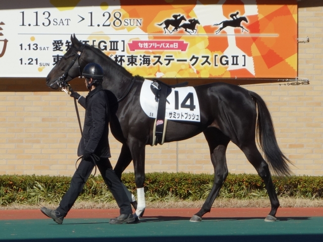 パドック サミットプッシュ