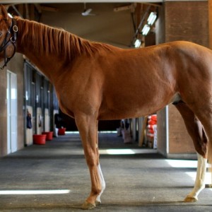ノーザンファーム早来牧場にて