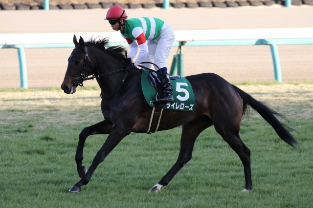 第34回フェアリーＳ　返し馬 ライレローズ