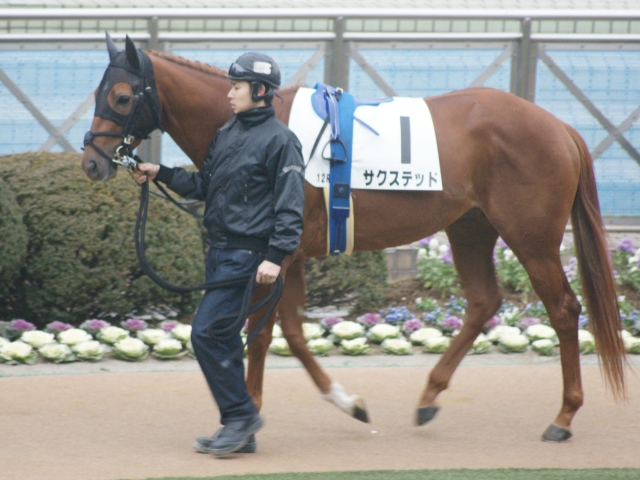 ７戦目パドック(全身) サクステッド