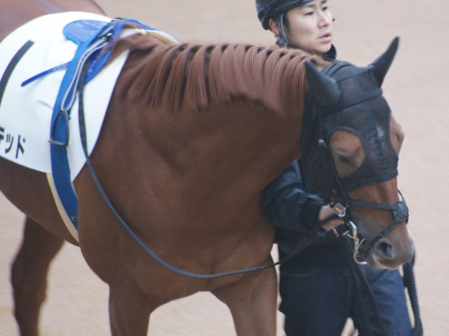 ７戦目パドック(顔) サクステッド