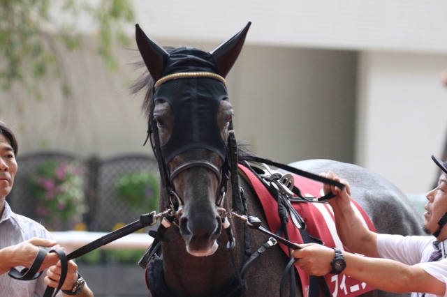 パドック フィニフティ