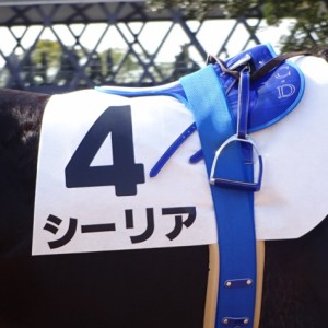 シーリア新馬戦パドック③