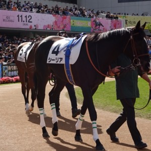 シーリア新馬戦パドック⑦