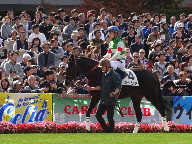 シーリア新馬戦パドック⑧ シーリア