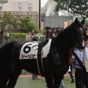 シーリア1勝クラスパドック④